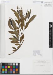 Foto von Salix fragilis L.